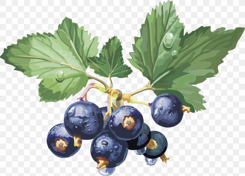 Frutti Di Bosco Gooseberry Blackcurrant Fruit Redcurrant, PNG, 1000x719px, Gooseberry, Berry, Bilberry, Blackcurrant, Blueberry Download Free