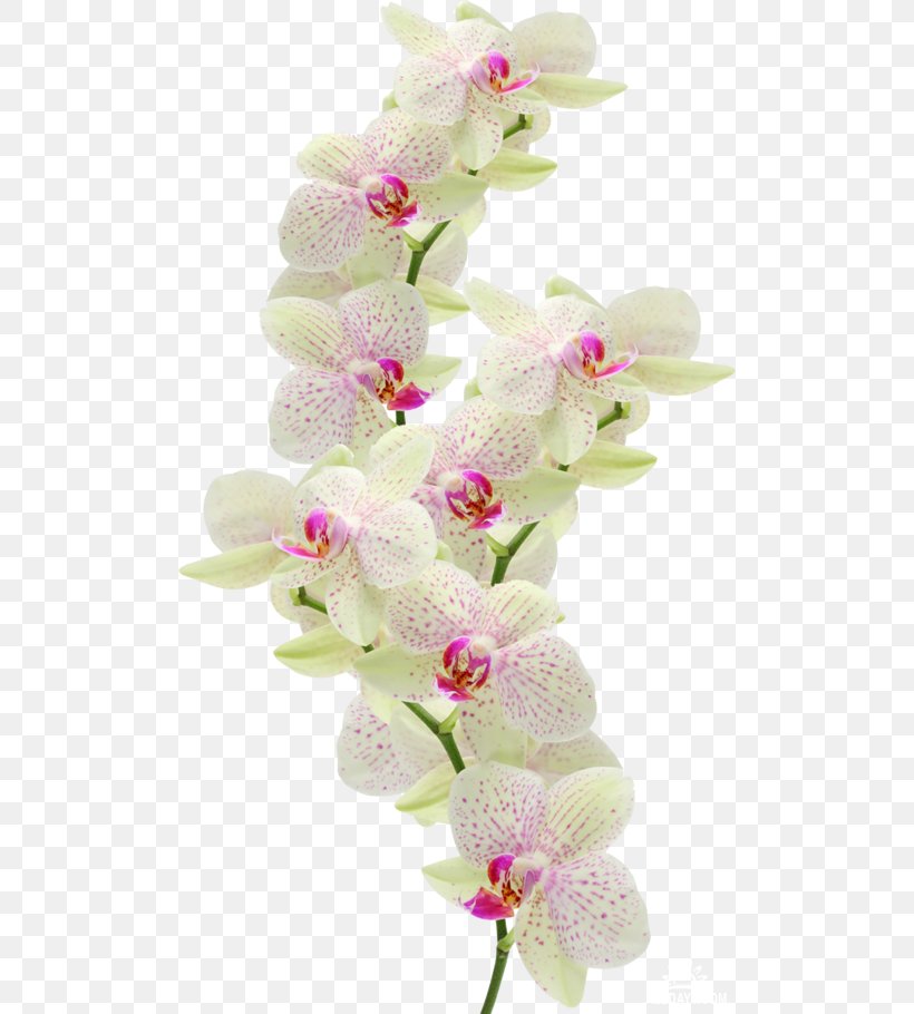 Moth Orchids Cut Flowers Dendrobium, PNG, 500x910px, Moth Orchids, Carnation, Cut Flowers, Dendrobium, Floral Design Download Free