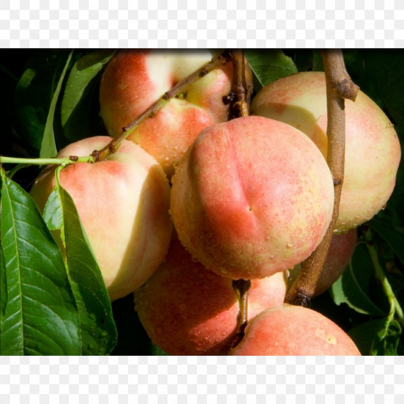 Apricot Saturn Peach Fruit Tree Nectarine, PNG, 988x988px, Apricot, Apple, Color, Fantasia, Food Download Free