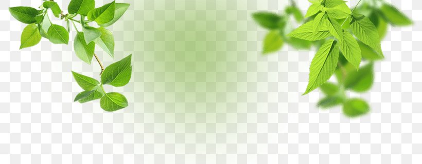 Ayurveda Therapy 영월 한반도 지형 Food Herb, PNG, 800x320px, Ayurveda, Branch, Food, Green, Health Download Free
