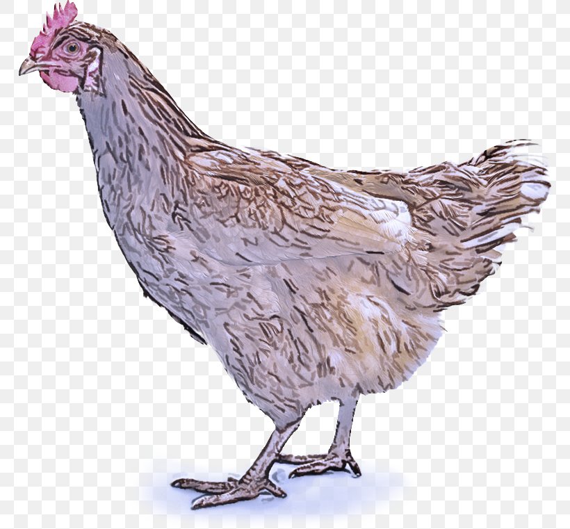 Bird Chicken Rooster Beak Comb, PNG, 767x761px, Bird, Animal Figure, Beak, Chicken, Comb Download Free