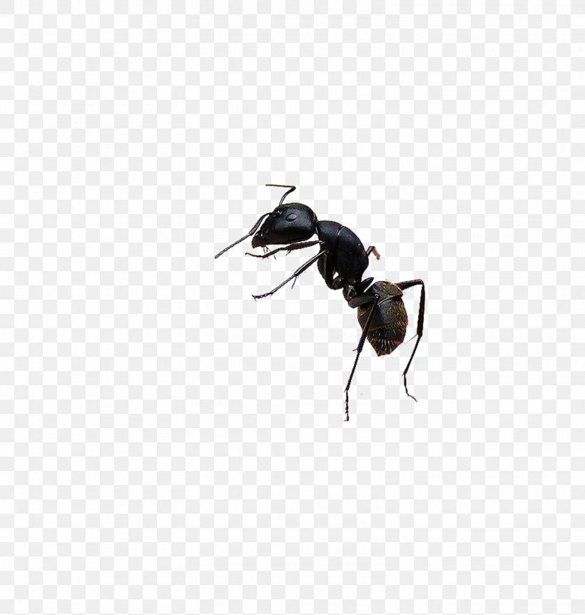 Black Garden Ant Bee Insect, PNG, 1560x1640px, Ant, Animal, Arthropod, Bee, Black Garden Ant Download Free