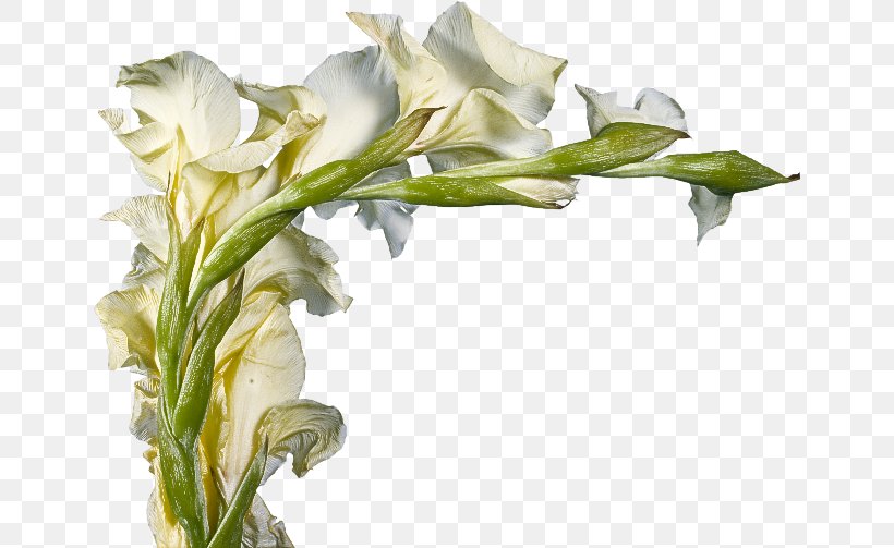 Flower Flowering Plant White Plant Cut Flowers, PNG, 650x503px, Flower, Arum, Cut Flowers, Flowering Plant, Pedicel Download Free