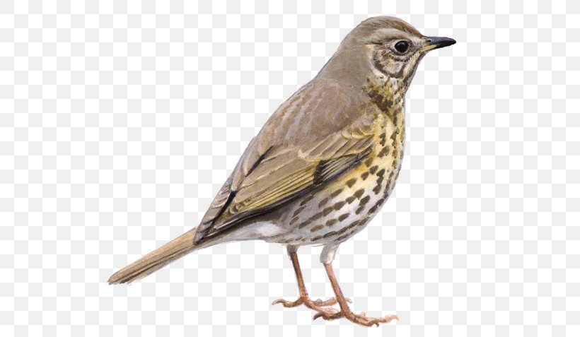 House Sparrow Bird European Robin Dunnock Thrush, PNG, 600x477px, House Sparrow, American Sparrows, Beak, Bird, Bird Vocalization Download Free
