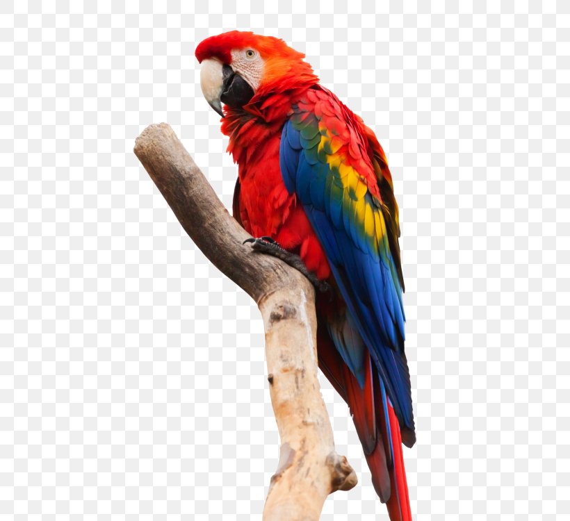 Parrot Scarlet Macaw Bird Red-and-green Macaw, PNG, 500x750px, Parrot, American White Ibis, Beak, Bird, Blueandyellow Macaw Download Free