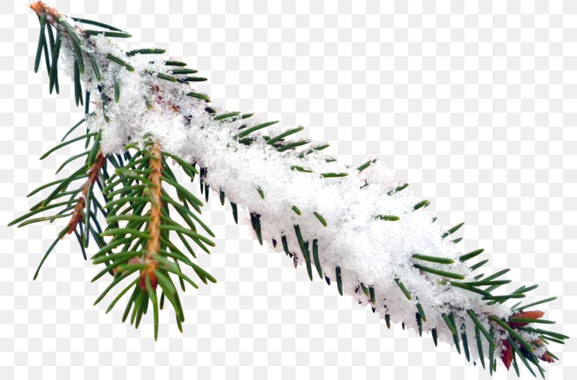 Shortleaf Black Spruce Columbian Spruce Colorado Spruce Yellow Fir Balsam Fir, PNG, 800x540px, Shortleaf Black Spruce, Balsam Fir, Canadian Fir, Colorado Spruce, Columbian Spruce Download Free