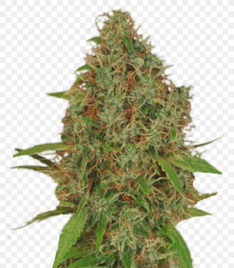 Autoflowering Cannabis Kush Seed Plant, PNG, 1401x1600px, Cannabis, Autoflowering Cannabis, Cultivar, Hashish, Hemp Download Free