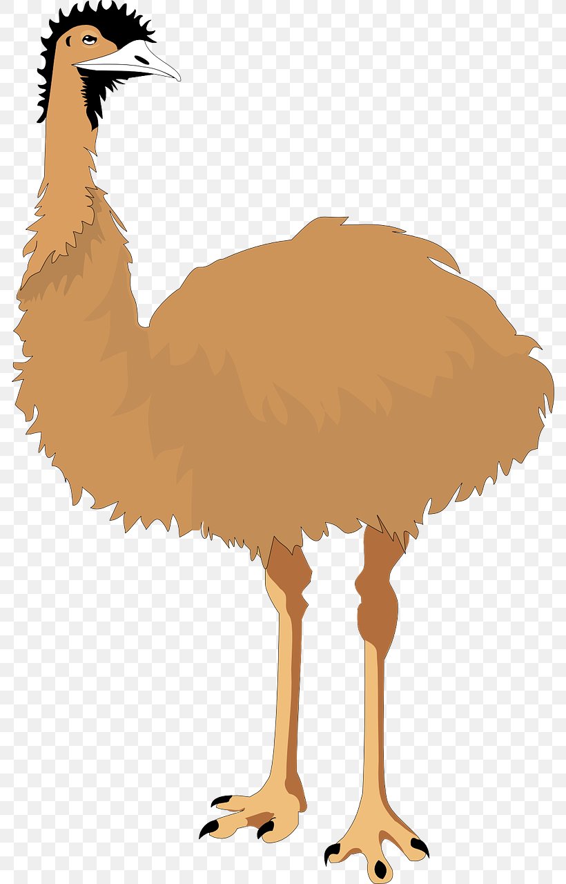 Common Ostrich Emu Bird Cartoon Clip Art, PNG, 786x1280px, Common Ostrich, Beak, Bird, Cartoon, Emu Download Free