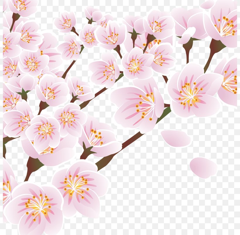 Gratis Download Wallpaper, PNG, 800x800px, Gratis, Blossom, Branch, Cherry Blossom, Designer Download Free