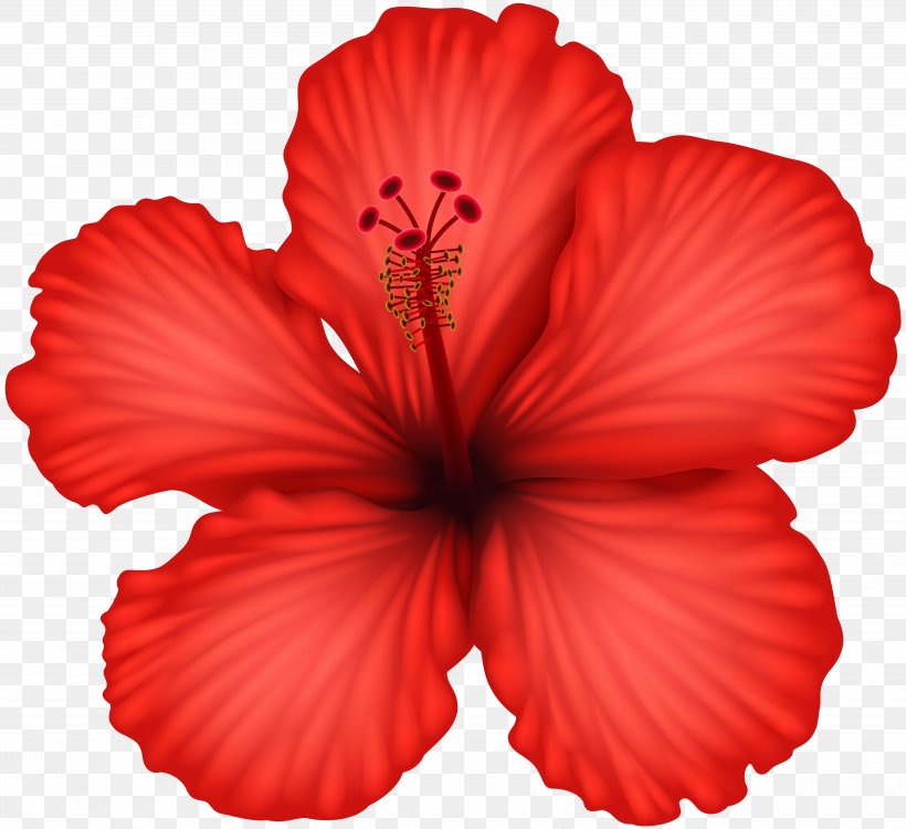 Hibiscus Clip Art, PNG, 5000x4577px, Hibiscus, Alyogyne Huegelii, Black And White, Color, Drawing Download Free