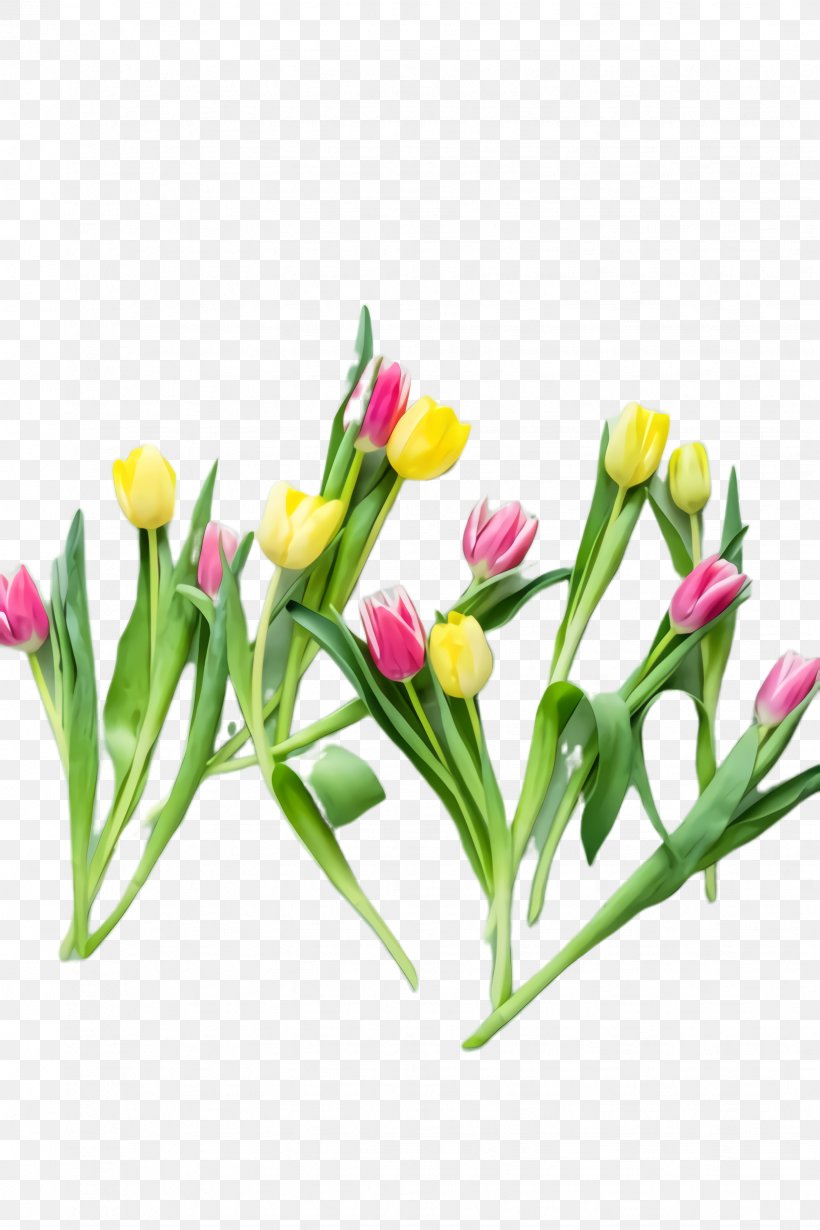 Lily Flower Cartoon, PNG, 1632x2448px, Tulip, Blossom, Bouquet, Bud, Cut Flowers Download Free