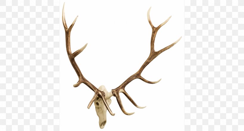 White-tailed Deer Moose Antler Elk, PNG, 1920x1031px, Deer, Antler, Branch, Cast Horn Designs, Chandelier Download Free