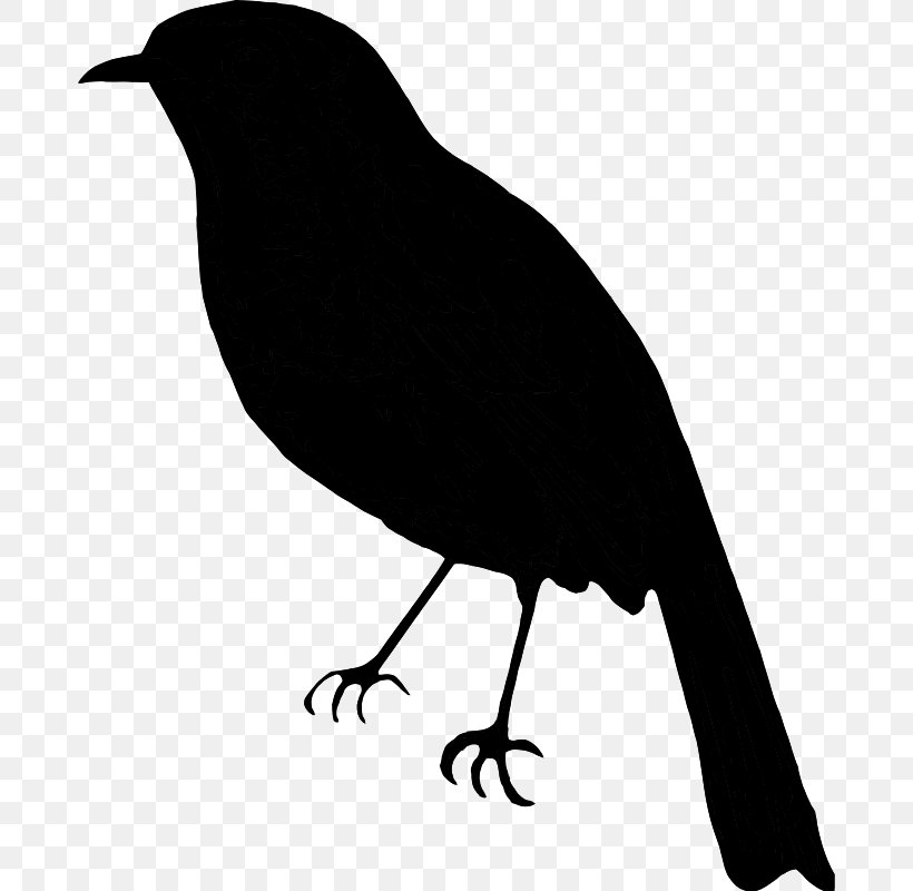 American Crow Clip Art Fauna Silhouette Common Raven, PNG, 680x800px, American Crow, Beak, Bird, Blackbird, Common Raven Download Free
