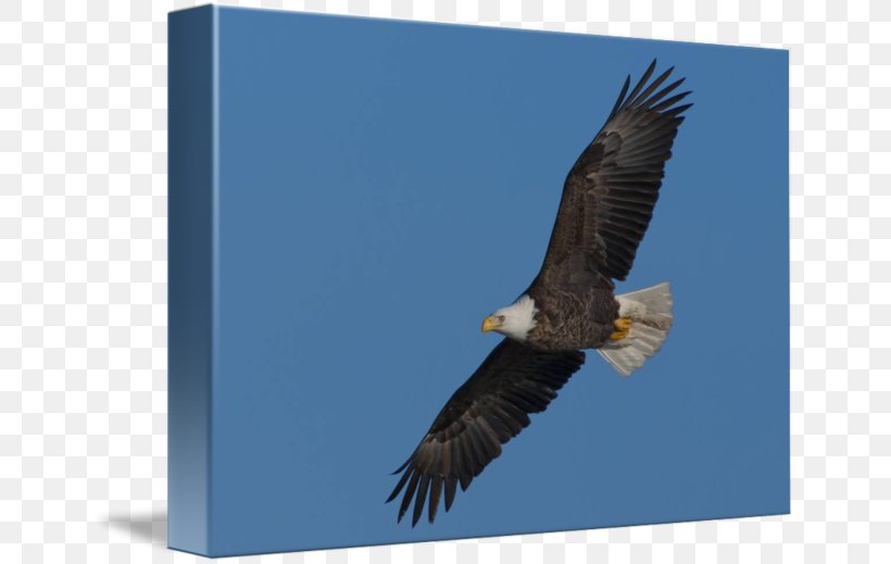 Bald Eagle Buzzard Hawk Stock Photography, PNG, 650x519px, Bald Eagle, Accipitriformes, Beak, Bird, Bird Of Prey Download Free