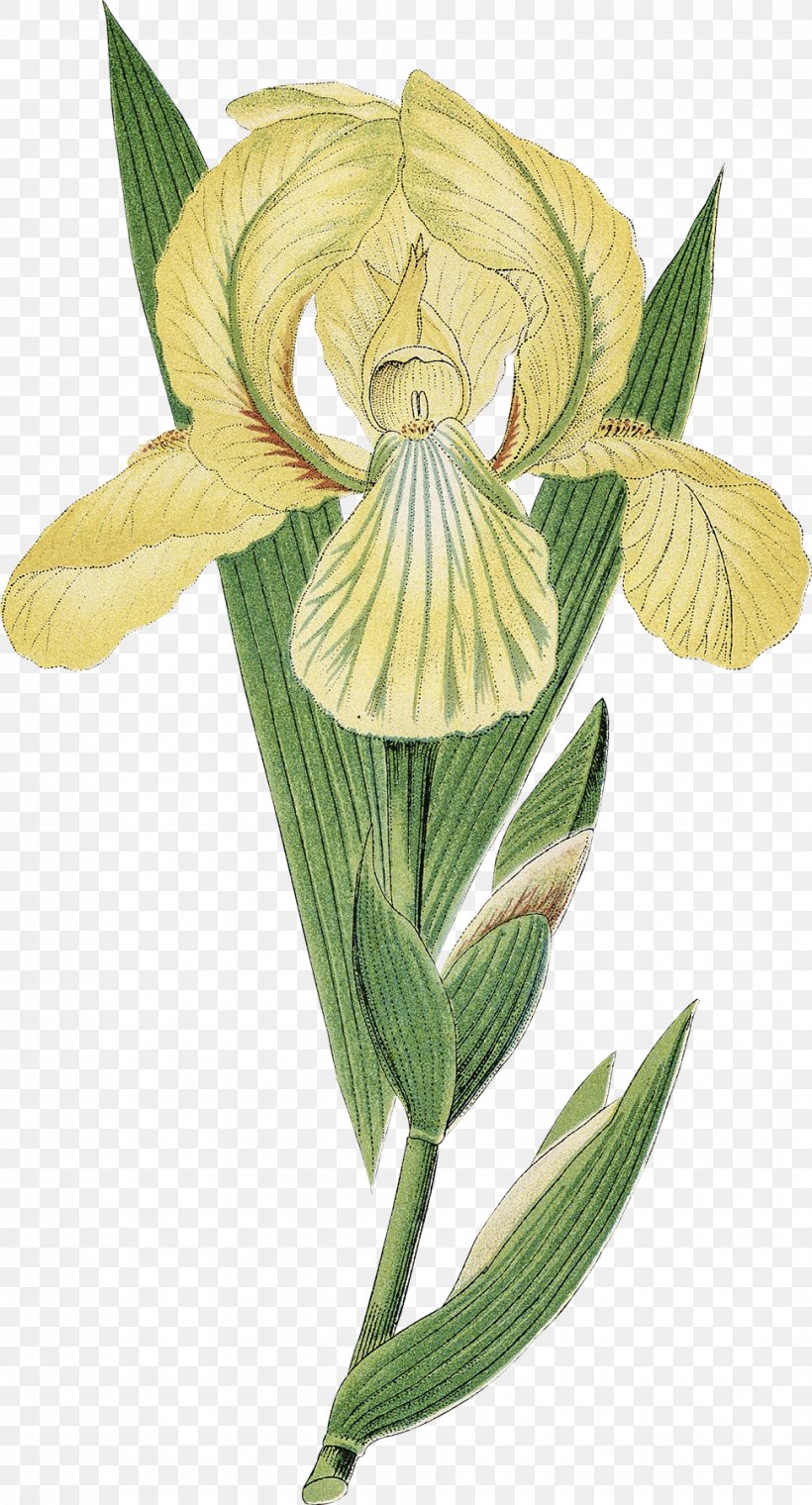 Flower Floral Design Printmaking Art Botanical Illustration, PNG, 971x1800px, Flower, Art, Botanical Illustration, Botany, Bulb Download Free