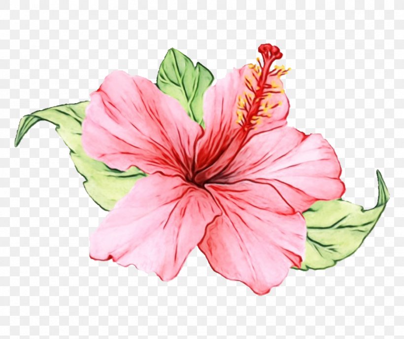 Hibiscus Flower Pink Petal Hawaiian Hibiscus, PNG, 936x785px, Watercolor, Chinese Hibiscus, Flower, Hawaiian Hibiscus, Hibiscus Download Free