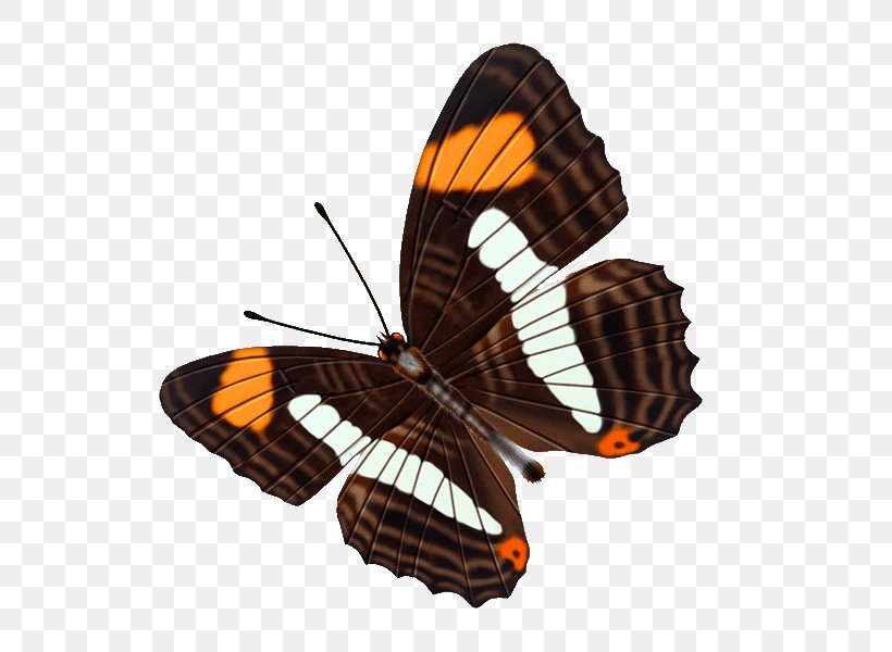 Butterfly Color Clip Art, PNG, 600x600px, Butterfly, Arthropod, Blog, Brush Footed Butterfly, Color Download Free
