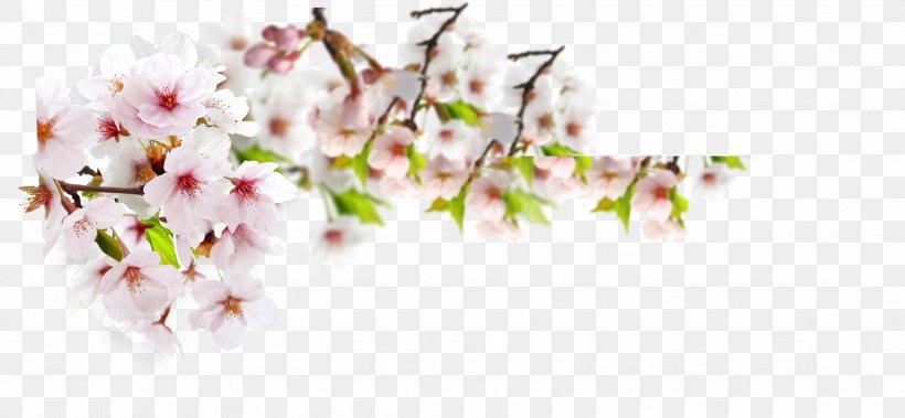 Download, PNG, 3543x1639px, Page Layout, Blossom, Branch, Cherry Blossom, Cut Flowers Download Free