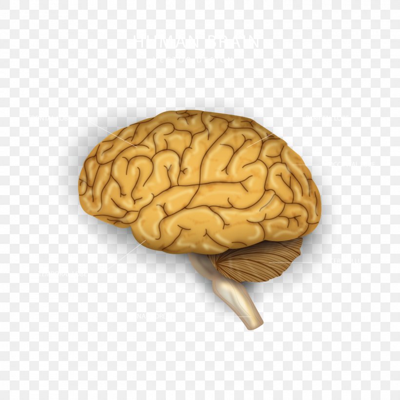 Euclidean Vector Agy Brain, PNG, 1500x1500px, Agy, Brain, Human Brain, Plot, Resource Download Free