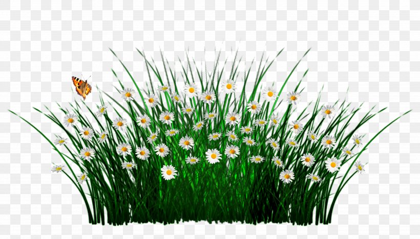 Gdynia Clip Art, PNG, 3500x2000px, Gdynia, Commodity, Flower, Grass, Grass Family Download Free