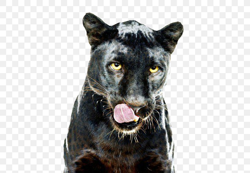 Leopard Black Panther GIF Dog Clip Art, PNG, 500x568px, Leopard, Big Cat, Big Cats, Black Panther, Carnivoran Download Free