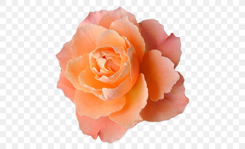 Light Flower Orange Desktop Wallpaper Centifolia Roses, PNG, 487x500px, Light, Centifolia Roses, Close Up, Color, Cut Flowers Download Free