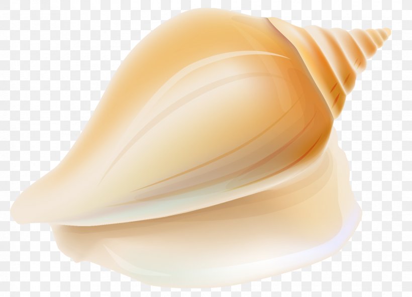 Shankha Seashell Conchology, PNG, 1708x1233px, Seashell, Animal, Beach, Cartoon, Conch Download Free