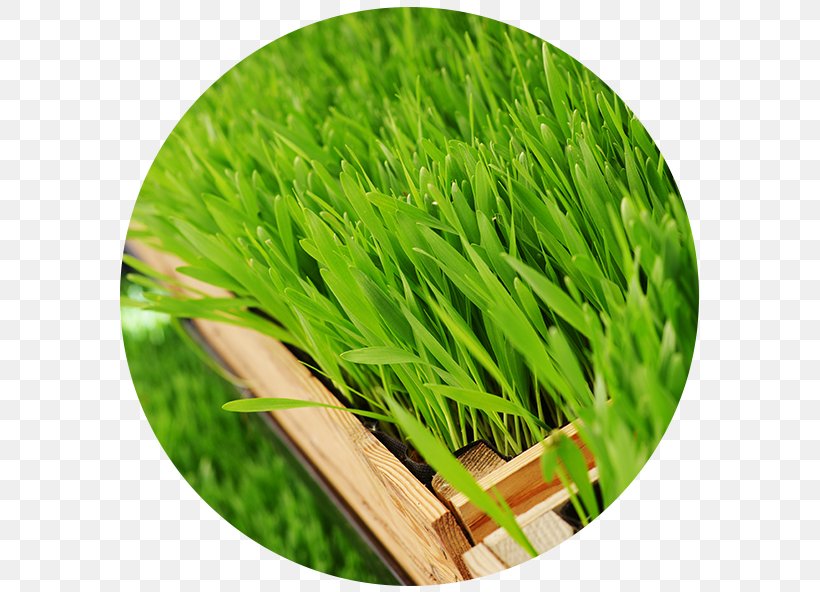Wheatgrass Barley Health Grasses, PNG, 592x592px, Wheatgrass, Barley, Commodity, Company, Distribution Download Free
