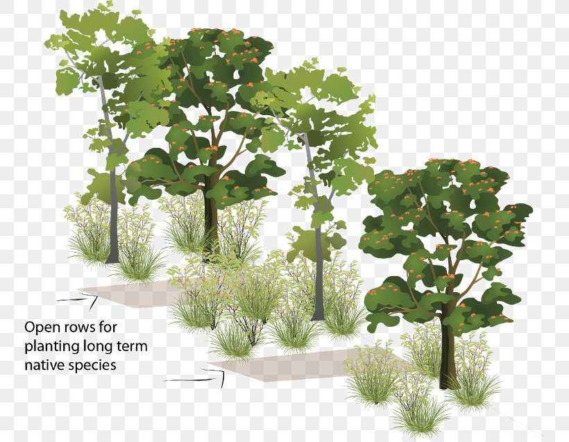 Woody Plant Tree Forest Shrub, PNG, 750x637px, Plant, Branch, Flowerpot, Forest, Grass Download Free