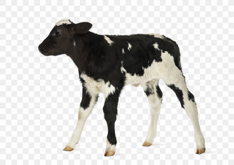 Cow-calf Operation Belgian Blue Hereford Cattle Stock Photography, PNG, 5082x3592px, Calf, Belgian Blue, Bull, Cattle, Cattle Like Mammal Download Free