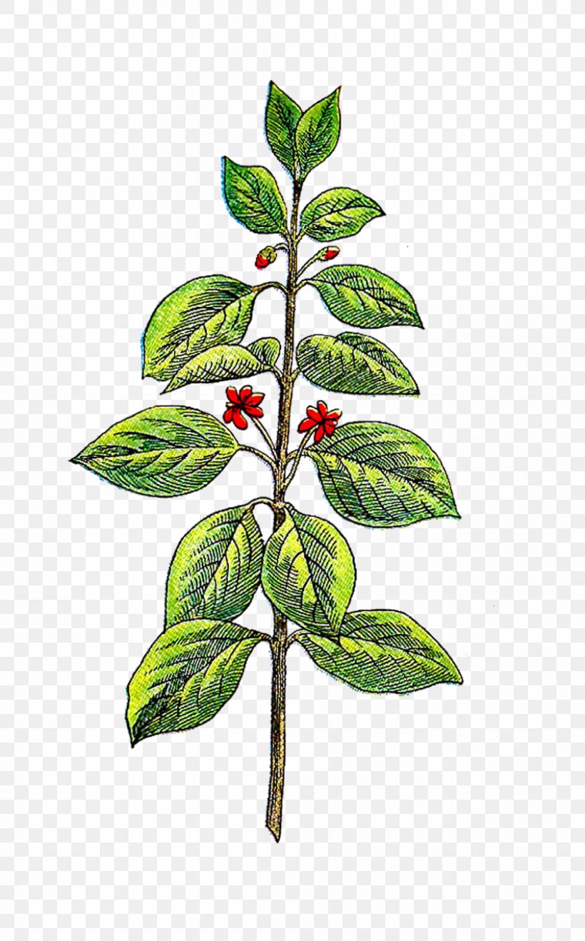 Herb Vintage Basil Clip Art, PNG, 995x1600px, Herb, Aquifoliaceae, Basil, Branch, Culinary Arts Download Free