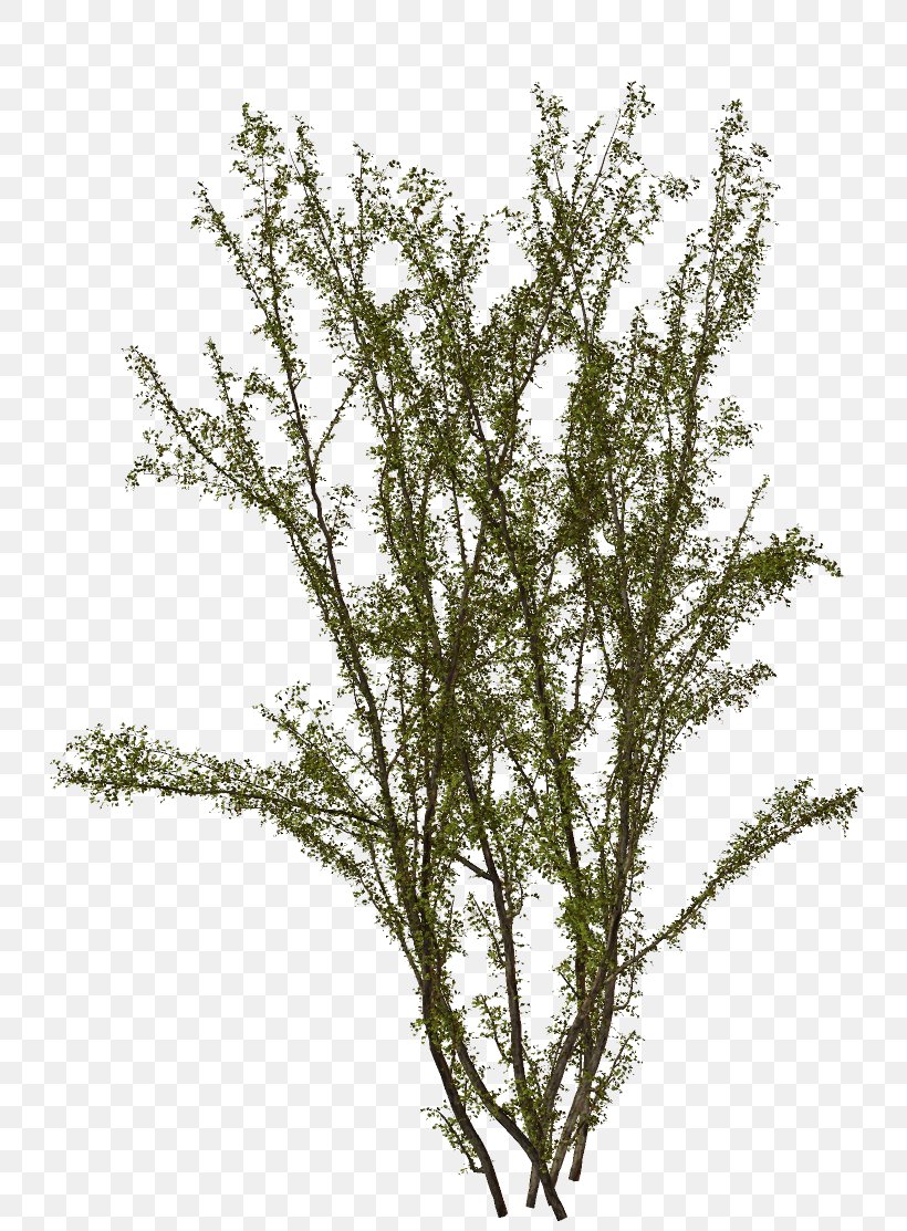 Scrapbooking Twig, PNG, 807x1113px, Scrapbooking, Branch, Grass, Plant, Shrub Download Free