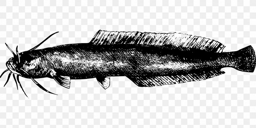 Channel Catfish Sardine Clip Art, PNG, 1920x960px, Fish, Black And White, Catfish, Channel Catfish, Drawing Download Free
