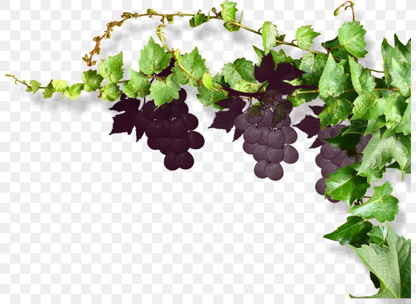 Common Grape Vine Wine, PNG, 800x600px, Grape, Common Grape Vine, Computer Numerical Control, Flower, Flowerpot Download Free