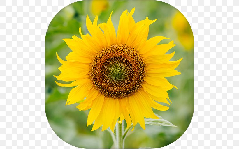 Common Sunflower Sunflower Seed Dahlia, PNG, 512x512px, Common Sunflower, Annual Plant, Asterales, Common Daisy, Cut Flowers Download Free