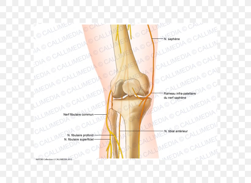 Knee Common Peroneal Nerve Anatomy Saphenous Nerve, PNG, 600x600px, Watercolor, Cartoon, Flower, Frame, Heart Download Free