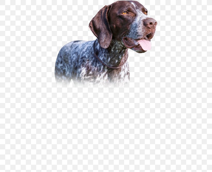 Old Danish Pointer German Shorthaired Pointer Dog Breed Hunting Dog, PNG, 609x668px, Old Danish Pointer, Breed, Carnivoran, Crossbreed, Dog Download Free