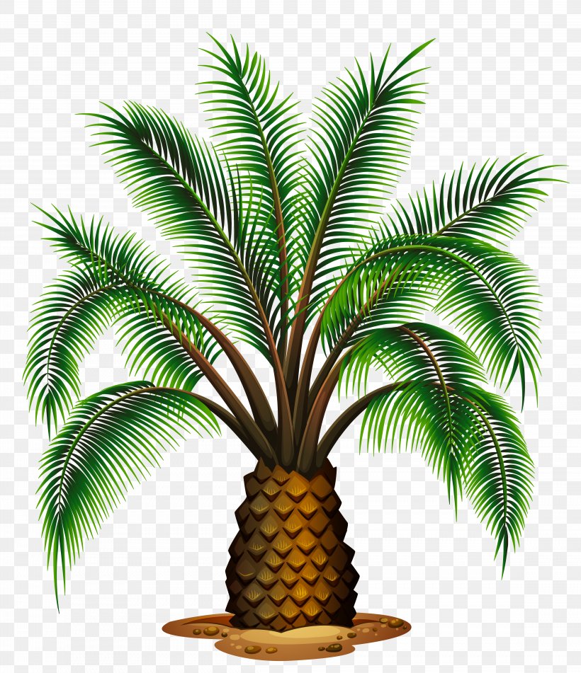 Palm Wine Washingtonia Filifera Washingtonia Robusta Palm Trees, PNG, 4592x5329px, Tree, Arecaceae, Arecales, Coconut, Date Palm Download Free
