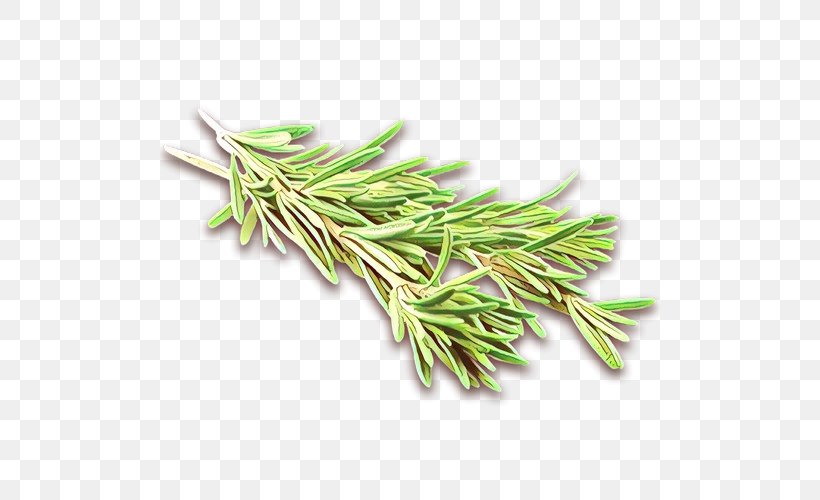 Rosemary, PNG, 500x500px, Cartoon, American Larch, Chives, Flower, Grass Download Free