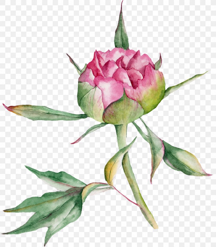 Beach Rose Watercolor Painting Drawing, PNG, 1275x1458px, Beach Rose, Bud, Cut Flowers, Drawing, Floral Design Download Free