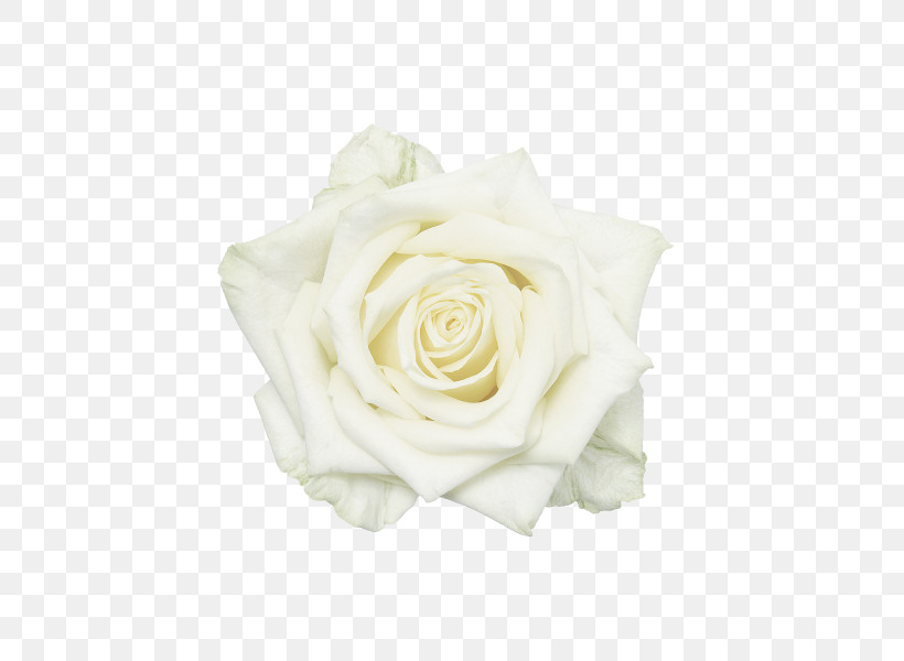 Garden Roses, PNG, 600x600px, White, Beige, Bouquet, Cut Flowers, Floribunda Download Free