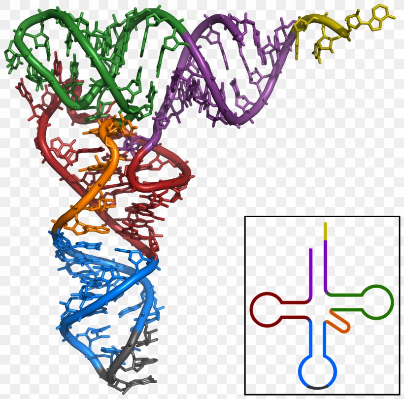 Transfer RNA Non-coding RNA Ribosomal RNA Messenger RNA, PNG, 1174x1161px, Transfer Rna, Adenine, Amino Acid, Area, Branch Download Free