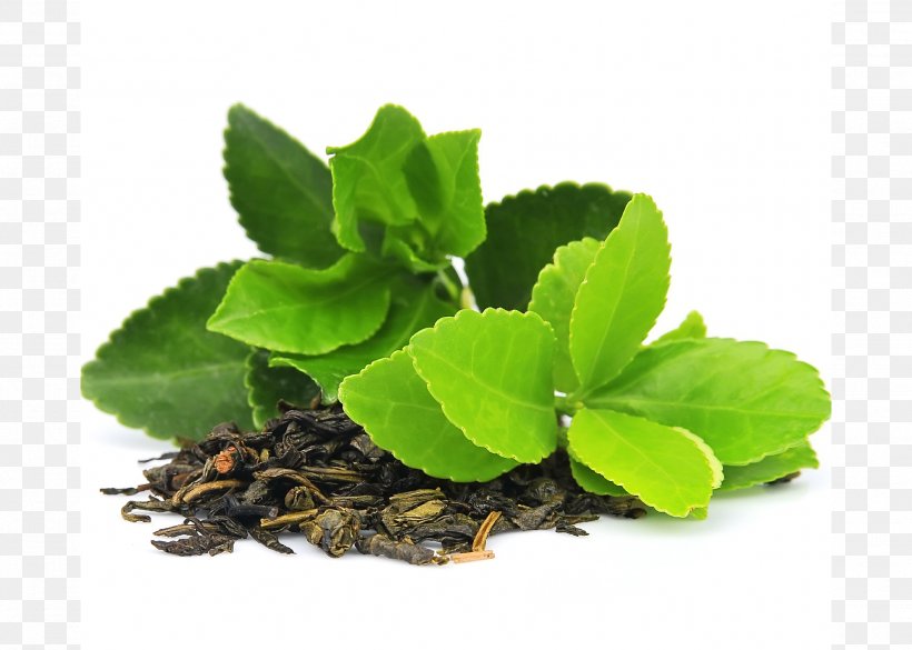 Green Tea Matcha Organic Food Masala Chai, PNG, 2025x1447px, Tea, Antioxidant, Camellia Sinensis, Catechin, Epigallocatechin Gallate Download Free