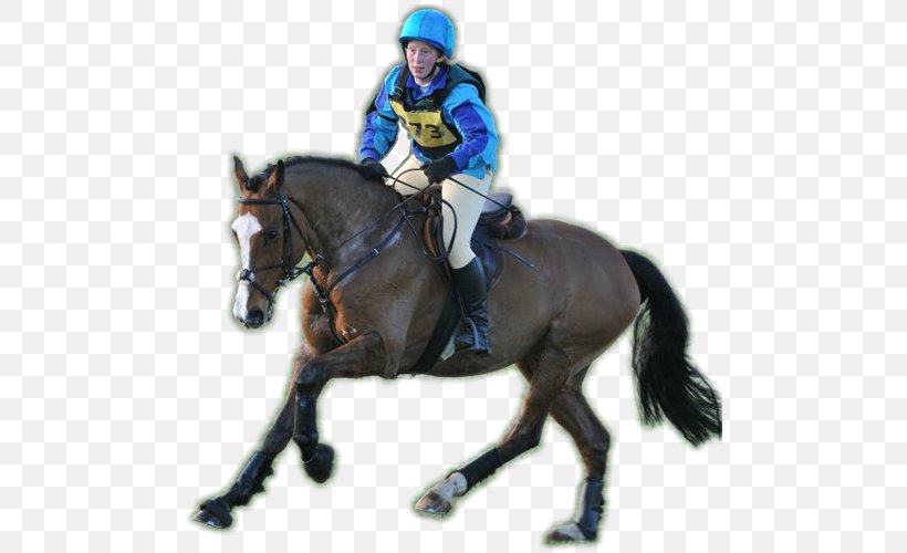 Hunt Seat Stallion Horse Equestrian Rein, PNG, 500x500px, Hunt Seat, Animal Sports, Bit, Bridle, Endurance Riding Download Free