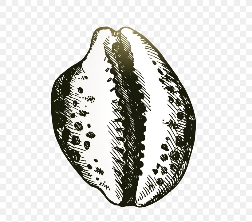 Seashell Drawing Illustration, PNG, 636x724px, Seashell, Black And White, Drawing, Leaf, Monochrome Download Free