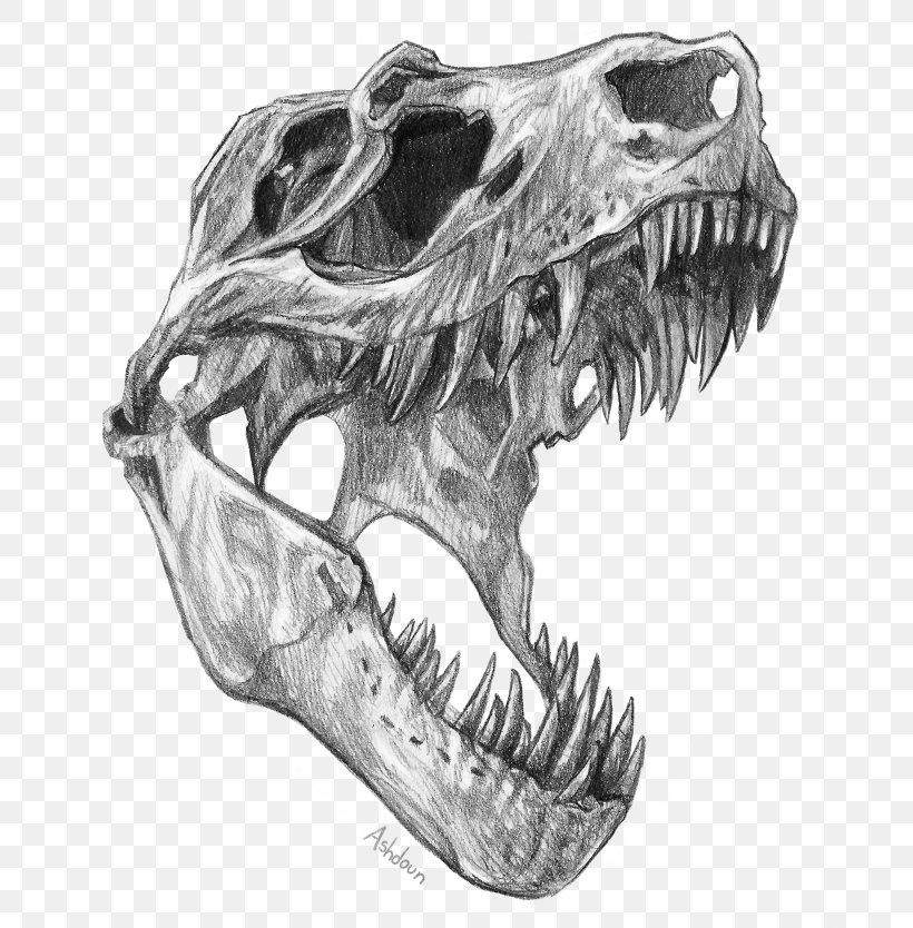 Tyrannosaurus Velociraptor Triceratops Dinosaur Skull, PNG, 670x834px, Tyrannosaurus, Automotive Design, Black And White, Bone, Dinosaur Download Free