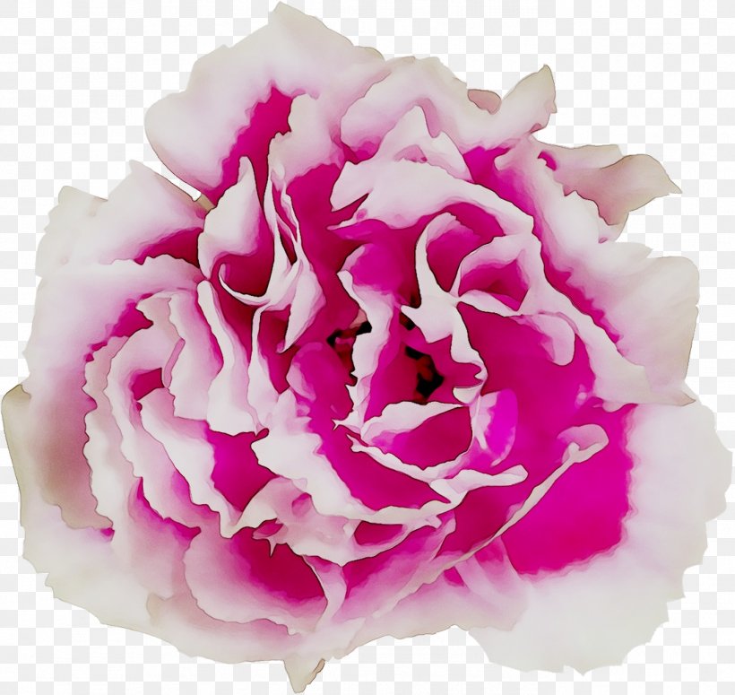 Cabbage Rose Garden Roses Cut Flowers Floral Design Peony, PNG, 1374x1299px, Cabbage Rose, Carnation, Chinese Peony, Common Peony, Cut Flowers Download Free