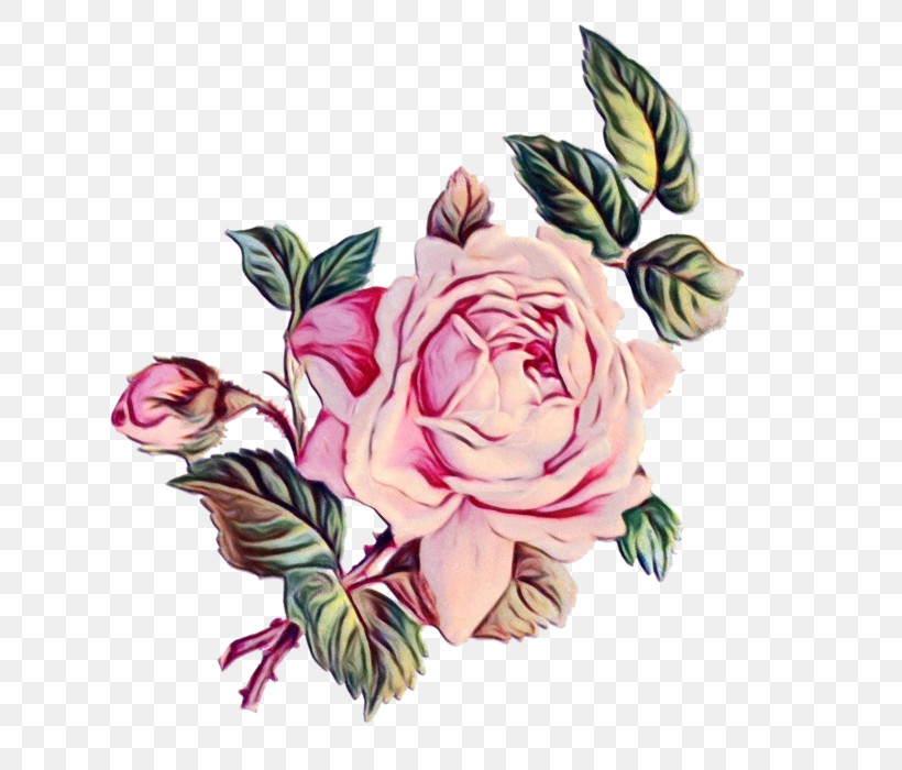 Garden Roses, PNG, 661x700px, Watercolor, Cut Flowers, Drawing, Floral Design, Flower Download Free