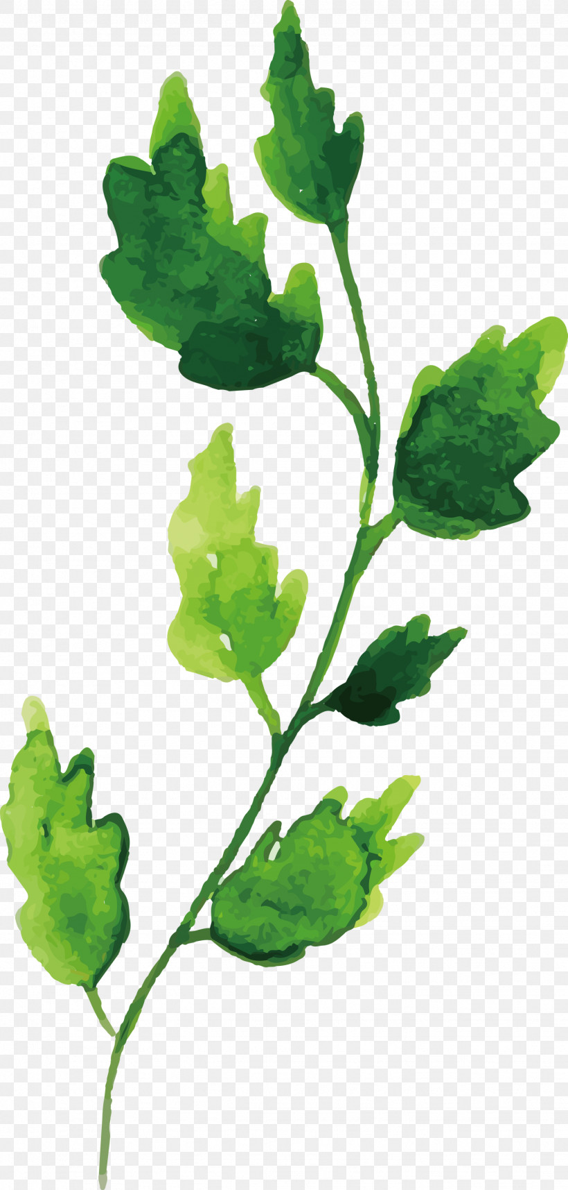 Plant Stem Leaf Leaf Vegetable Annual Plant Herb, PNG, 1434x3000px, Watercolor Autumn, Annual Plant, Biology, Flower, Herb Download Free