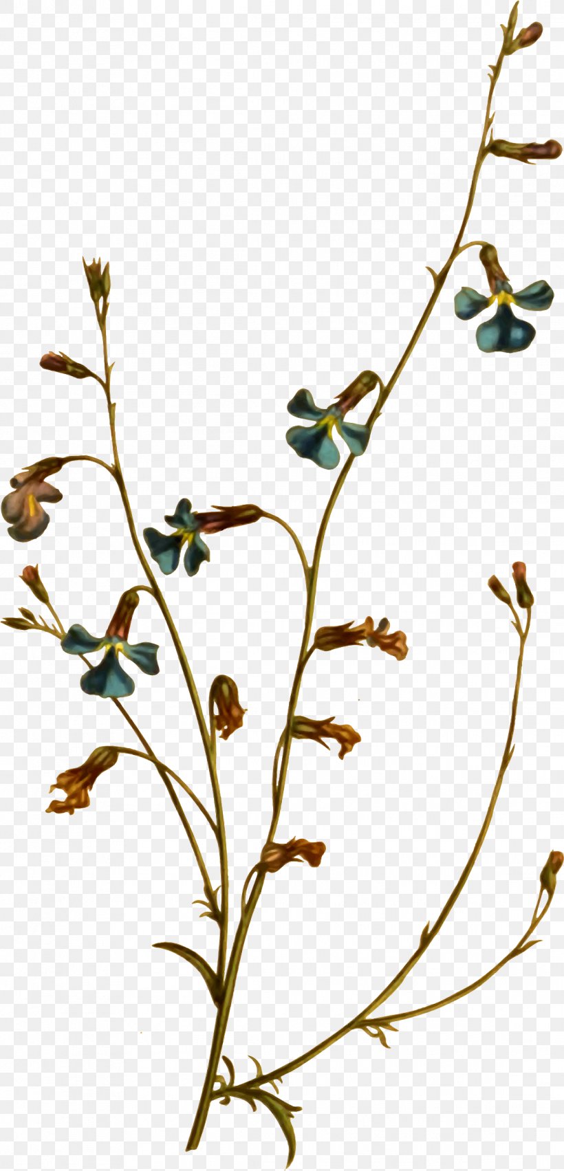 Twig Plant Stem Leaf Flowering Plant Clip Art, PNG, 1144x2376px, Twig, Branch, Flora, Flower, Flowering Plant Download Free